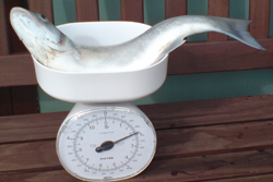 Sea Bass on weighing scale